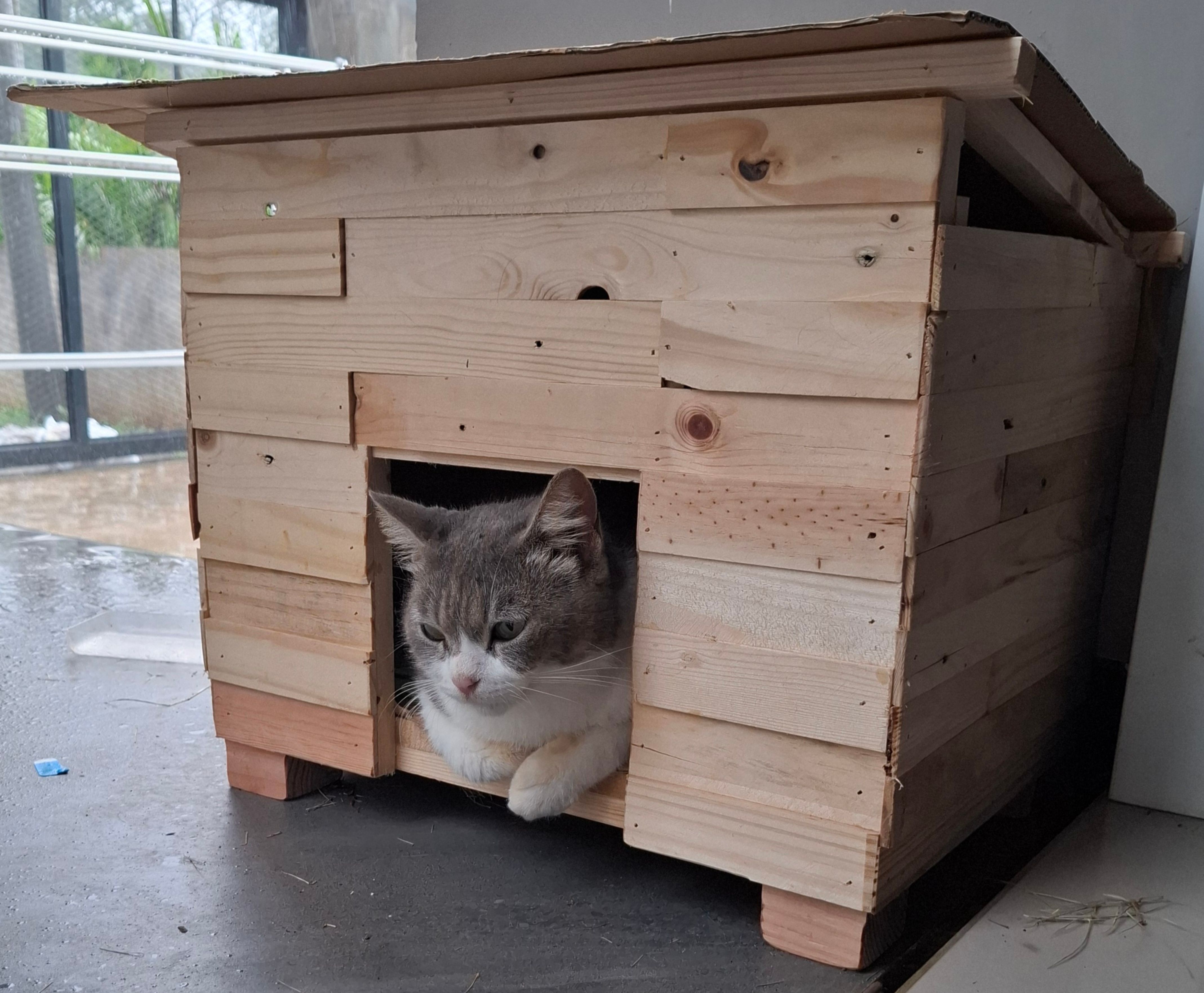 Rescued cat looking at the camera