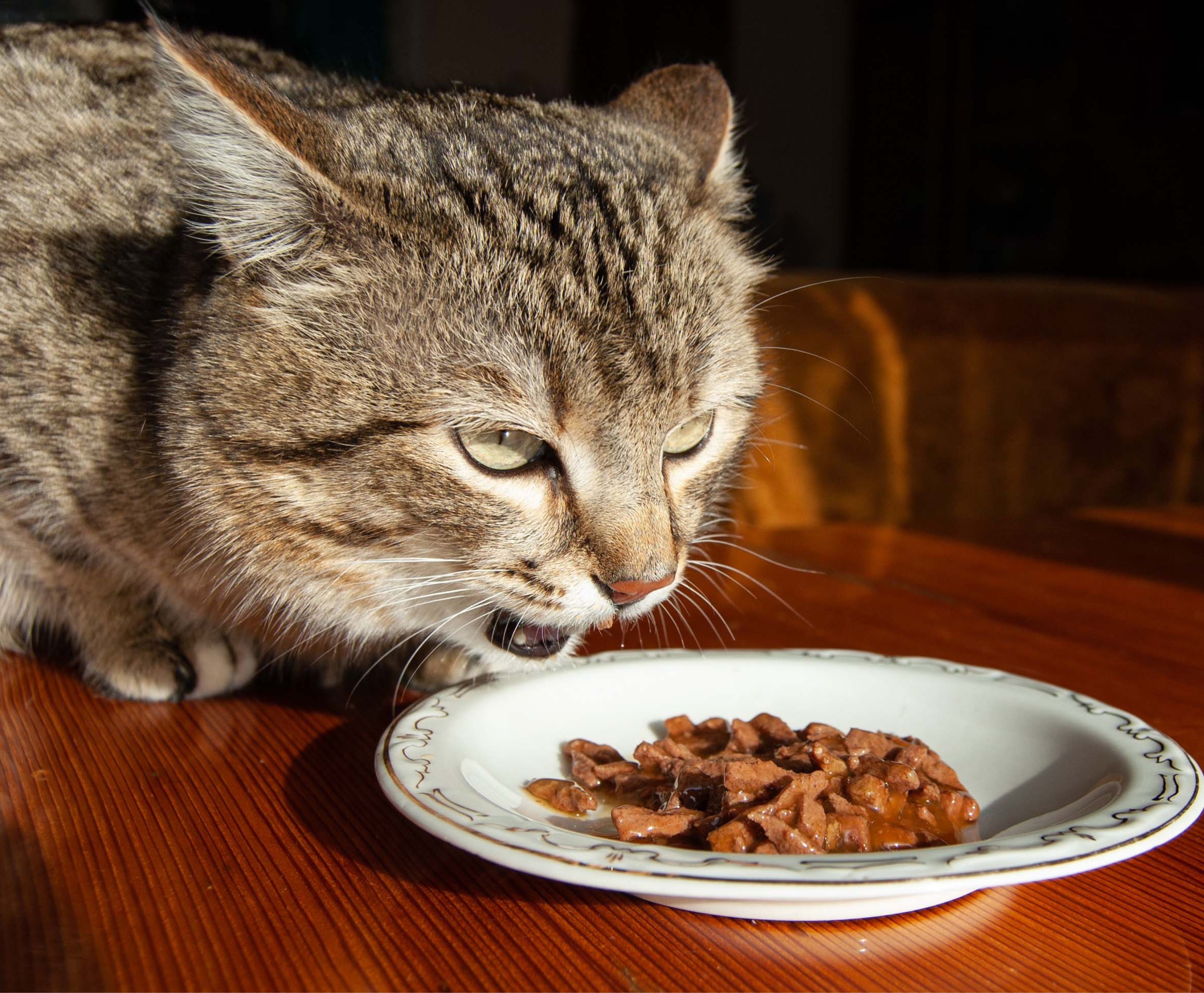 Milo the rescued kitten
